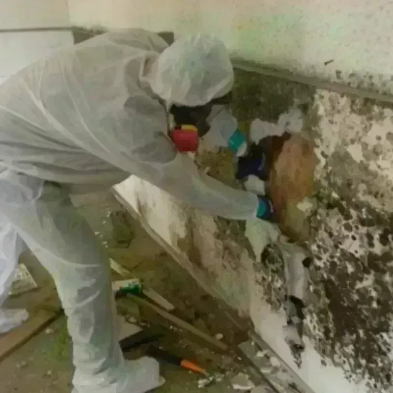 Mold Remediation and Removal in Wheatland, WY